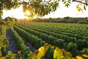 Les vignobles de Brem